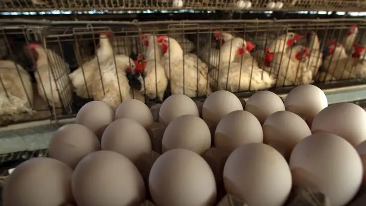 ارتفاع أسعار الدواجن والبيض في الأسواق المصرية خلال تعاملات يوم الجمعة